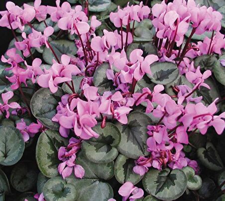 PEMBE SİKLAMEN ÇİÇEĞİ 5 ADET