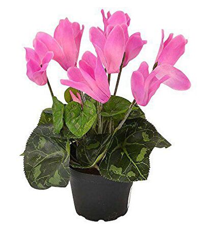 PEMBE SİKLAMEN ÇİÇEĞİ 3 ADET