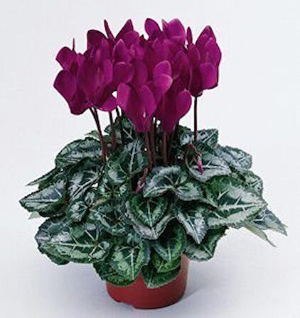 MOR SİKLAMEN ÇİÇEĞİ 5 ADET