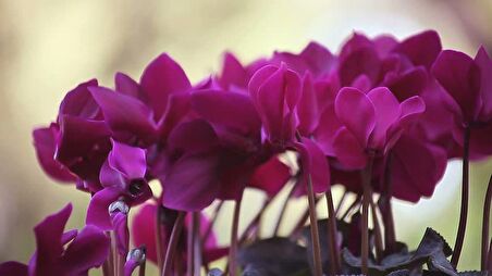 MOR SİKLAMEN ÇİÇEĞİ 5 ADET