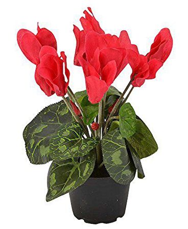 KIRMIZI SİKLAMEN ÇİÇEĞİ SAKSIDA