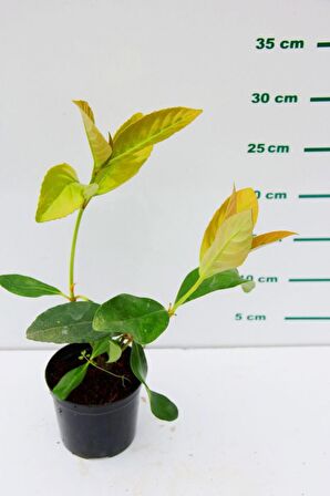 KARTOPU FİDESİ 40 ADET 'Viburnum Lucidum'