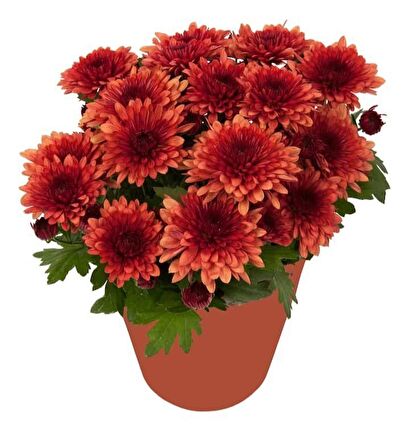 KASIMPATI -KIRMIZI  KRİZANTEM ÇİÇEĞİ - SAKSIDA 3 ADET