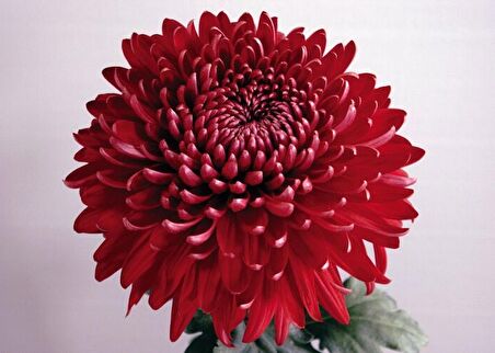 KASIMPATI -KIRMIZI  KRİZANTEM ÇİÇEĞİ - SAKSIDA 3 ADET