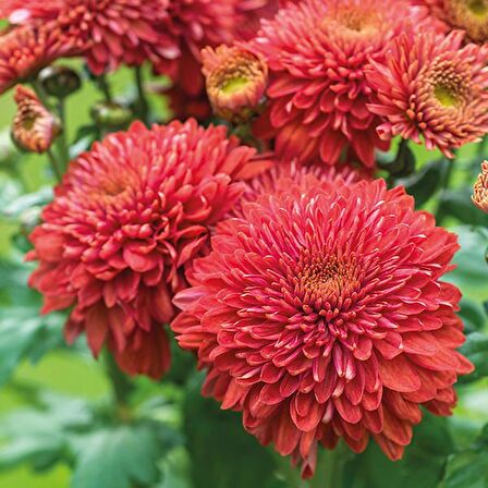 KASIMPATI -KIRMIZI  KRİZANTEM ÇİÇEĞİ - SAKSIDA 3 ADET