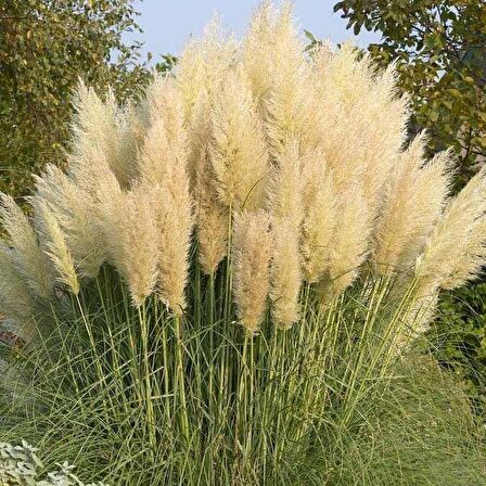 PAMPAS OTU - SAZ PÜSKÜLÜ 5 ADET