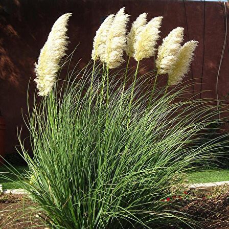 PAMPAS OTU - SAZ PÜSKÜLÜ 5 ADET