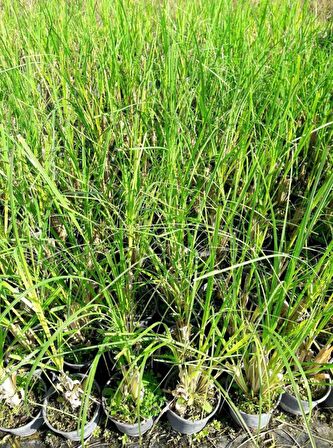 PAMPAS OTU - SAZ PÜSKÜLÜ 5 ADET