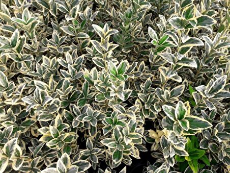 BRAVO TAFLAN 20 ADET - ÇİT BİTKİSİ