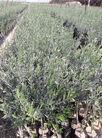 TRİLYE (GEMLİK) ZEYTİN FİDANI 20 ADET