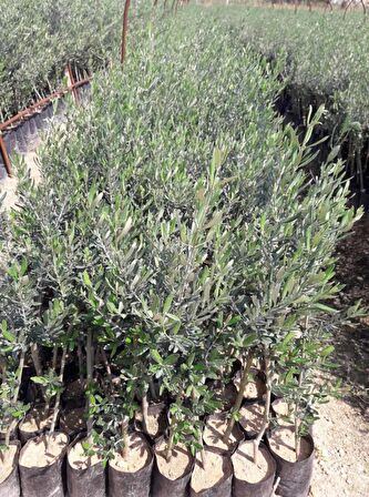 TRİLYE (GEMLİK) ZEYTİN FİDANI 20 ADET