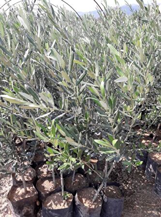 TRİLYE (GEMLİK) ZEYTİN FİDANI 20 ADET