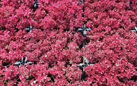 ÇİNGENE ŞALVARI 20 ADET - PEMBE SÜS BİTKİSİ - İresine Herbstii