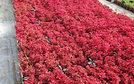 ÇİNGENE ŞALVARI 20 ADET - PEMBE SÜS BİTKİSİ - İresine Herbstii