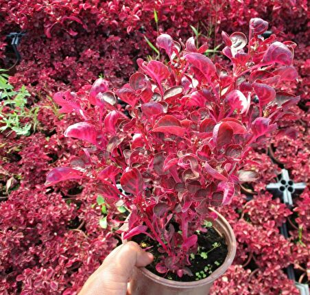 ÇİNGENE ŞALVARI 20 ADET - PEMBE SÜS BİTKİSİ - İresine Herbstii