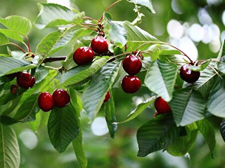 NAPOLYON KİRAZ FİDANI 10 ADET