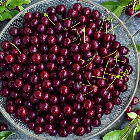 NAPOLYON KİRAZ FİDANI 10 ADET