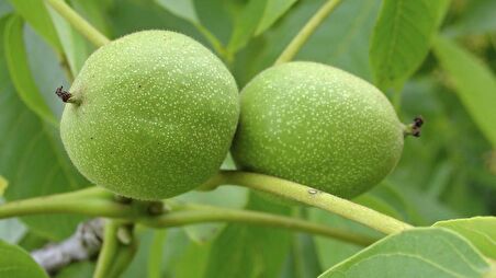 CHANDLER CEVİZ FİDANI 3 YAŞ SAKSILI 10 ADET