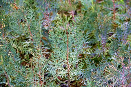 YEŞİL MAZI FİDANI 50 ADET -  ÇİT BİTKİSİ ( Thuja Orientalis )
