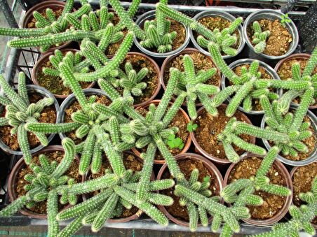 YILAN KAKTÜS 3 ADET- Chamaecereus silvestriiYILAN KAKTÜS 3 ADET-