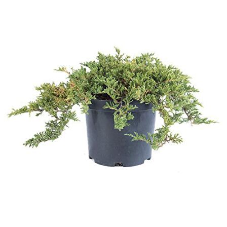 YAYILICI ARDIÇ FİDANI 10 ADET - YER ÖRTÜCÜ SÜS BİTKİSİ