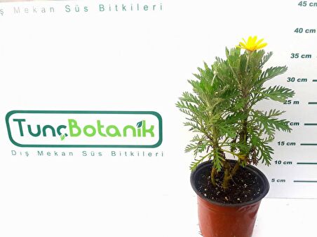 SARI PAPATYA 5 ADET - ÇOK YILLIK DIŞ MEKAN ÇİÇEĞİ