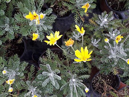 SARI PAPATYA EURYOPS 10 ADET - ÇOK YILLIK DIŞ MEKAN ÇİÇEĞİ