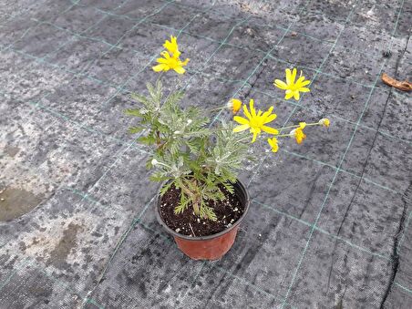 SARI PAPATYA EURYOPS 10 ADET - ÇOK YILLIK DIŞ MEKAN ÇİÇEĞİ