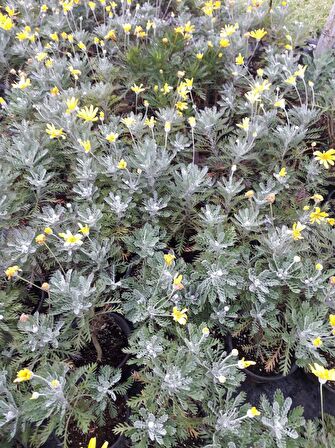 SARI PAPATYA EURYOPS 10 ADET - ÇOK YILLIK DIŞ MEKAN ÇİÇEĞİ