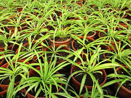KURDELE ÇİÇEĞİ - BONSAİ SAKSISINDA OFİS SALON BİTKİSİ