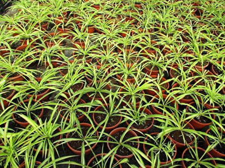KURDELE ÇİÇEĞİ - BONSAİ SAKSISINDA OFİS SALON BİTKİSİ