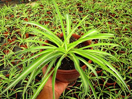 KURDELE ÇİÇEĞİ - BONSAİ SAKSISINDA OFİS SALON BİTKİSİ