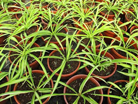 KURDELE ÇİÇEĞİ 10 ADET - BONSAİ SAKSISINDA OFİS SALON BİTKİSİ