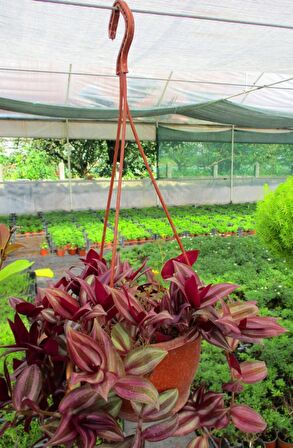 TELGRAF ÇİÇEĞİ 10 ADET - KARA SEVDA ÇİÇEĞİ - Askılı SaksıdaTELGR