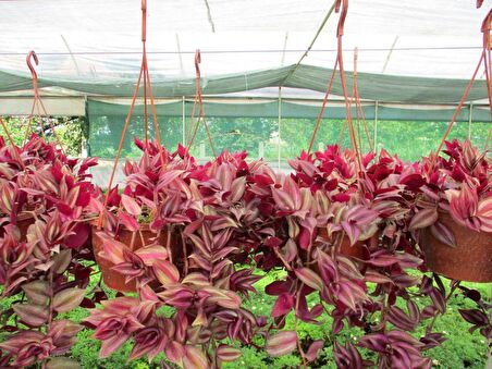 TELGRAF ÇİÇEĞİ 10 ADET - KARA SEVDA ÇİÇEĞİ - Askılı SaksıdaTELGR