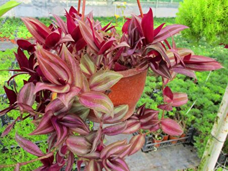 TELGRAF ÇİÇEĞİ 10 ADET - KARA SEVDA ÇİÇEĞİ - Askılı SaksıdaTELGR