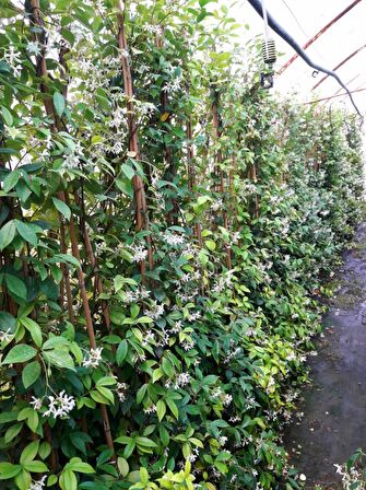 ARAP YASEMİNİ BÜYÜK BOY 2- 2.5 METRE -  5 ADET ÇİÇEKLİ KOKULU SARILICI BİTKİ