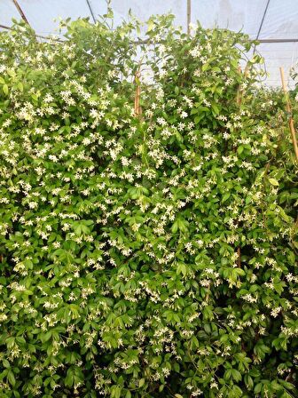 ARAP YASEMİNİ - 3 ADET ÇİÇEKLİ KOKULU SARILICI BİTKİ  120-150 CM