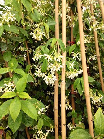 ARAP YASEMİNİ - 3 ADET ÇİÇEKLİ KOKULU SARILICI BİTKİ  120-150 CM