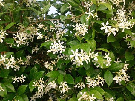 ARAP YASEMİNİ 5 ADET - ÇİÇEKLİ KOKULU SARILICI BİTKİ 120-150 CM