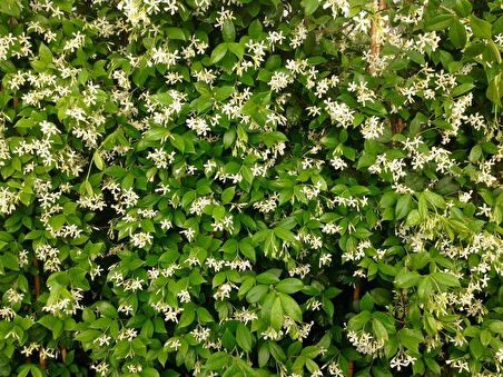 ARAP YASEMİNİ 5 ADET - ÇİÇEKLİ KOKULU SARILICI BİTKİ 120-150 CM