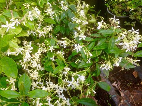 ARAP YASEMİNİ 10 ADET - ÇİÇEKLİ KOKULU SARILICI BİTKİ  120-150 CM