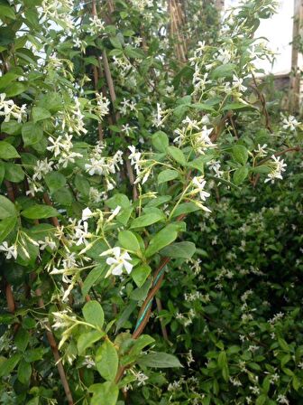 ARAP YASEMİNİ 10 ADET - ÇİÇEKLİ KOKULU SARILICI BİTKİ  120-150 CM