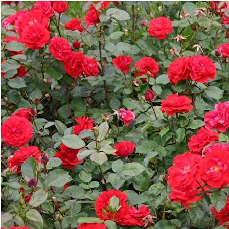 KIRMIZI GÜL FİDANI 20 ADET - YEDİVEREN SAKSILI GÜL