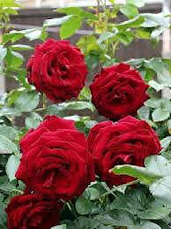 KIRMIZI GÜL FİDANI 20 ADET - YEDİVEREN SAKSILI GÜL