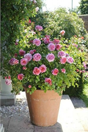 PEMBE GÜL FİDANI 40 ADET - YEDİVEREN SAKSILI GÜLPEMBE GÜL FİDANI