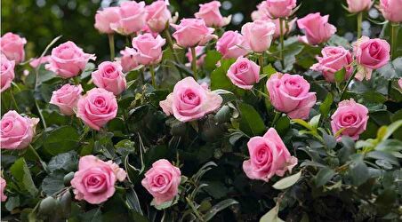 PEMBE GÜL FİDANI 40 ADET - YEDİVEREN SAKSILI GÜLPEMBE GÜL FİDANI