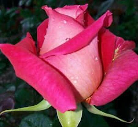 PEMBE GÜL FİDANI 40 ADET - YEDİVEREN SAKSILI GÜLPEMBE GÜL FİDANI