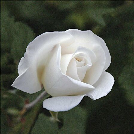 BEYAZ GÜL FİDANI 40 ADET - YEDİVEREN SAKSILI GÜL