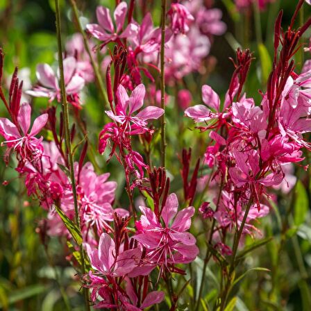 GAURA ÇİÇEĞİ 20 ADET - ÇOK YILLIK DIŞ MEKAN ÇİÇEĞİ